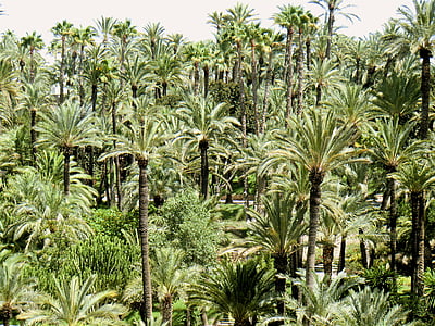 Palm, puud, puu, Park, roheline, hooaja, loodus