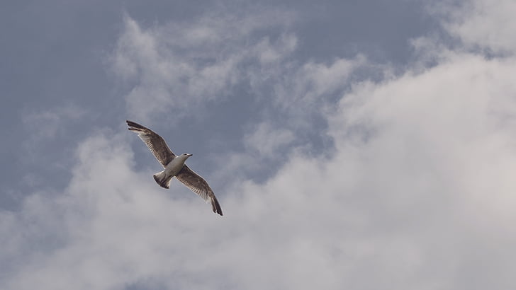 animal, bird, flight, flying, gull, seagull, sky