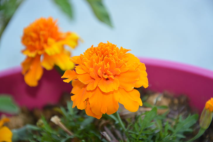 Carnation India, blomst, oransje, anlegget, natur, Sommer, kronblad