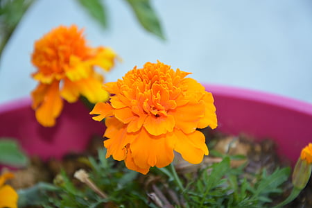 carnation of india, flower, orange, plant, nature, summer, petals