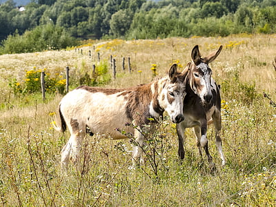 donkey, mammal, livestock, weidetier, animal, meadow, grass