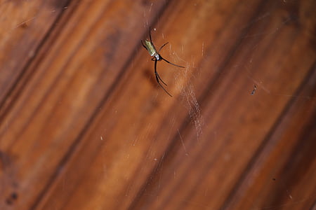 nhện, web, arachnid