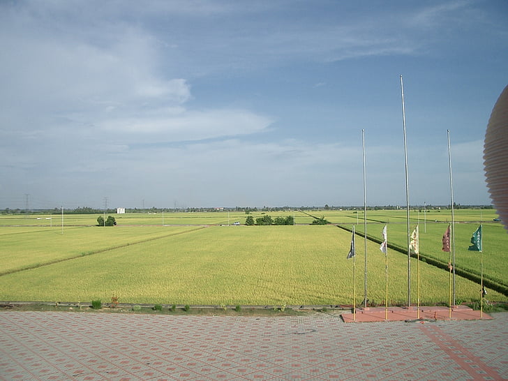padi field, fields, greenery, countryside, landscape, harvest, village