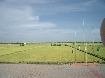 Lapangan padi, bidang, hijau, pedesaan, pemandangan, panen, desa