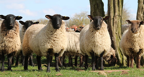 lambad, lambaliha, väli, talu, põllumajandus, vill, karja