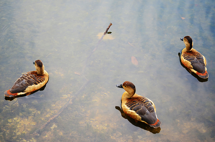 ducks, nature, animal, bird, water, outdoor, lake