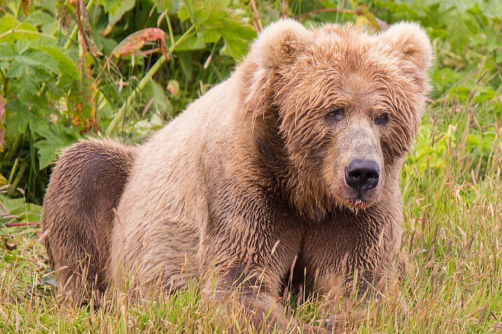 medveď hnedý Kodiak, cicavec, Predator, voľne žijúcich živočíchov, divoké, kožušiny, Príroda