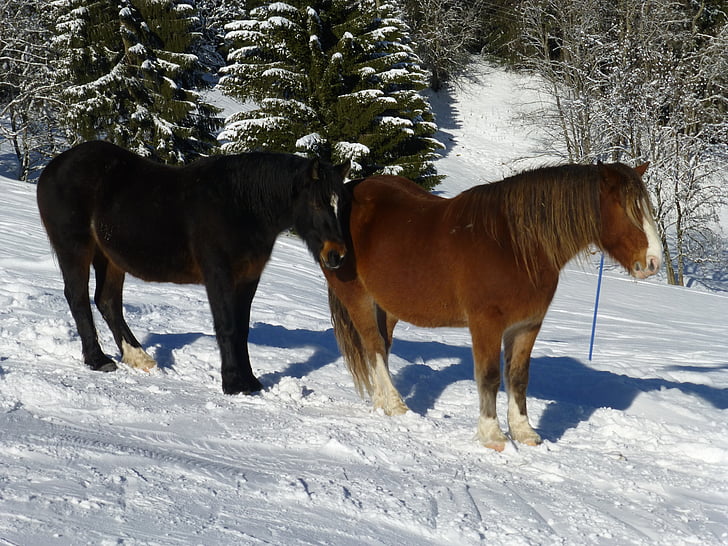 sne, heste, dyr, vinter, heste, dækket, natur