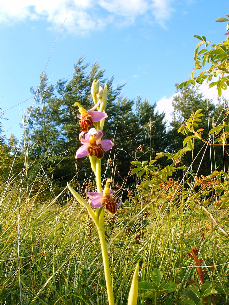 orhideju bišu friburgensis, vācu orhideju, reti, daba, puķe, augu, vasaras