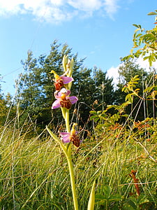 čebela orhidej friburgensis, nemški orhidej, redko, narave, cvet, rastlin, poletje