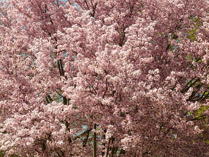 kirsikankukka, Blossom, Bloom, puu, japanilainen kirsikka, Japanin kukinnan kirsikkapuu, Prunus serrulata