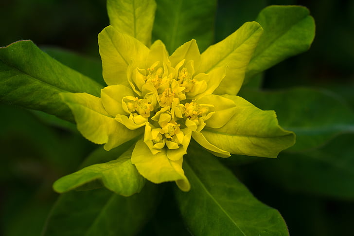 flower, macro, yellow, wild plant, nature, leaf, plant