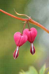 bleeding heart, flower, nature, natural pink, watery heart, plant, colorful