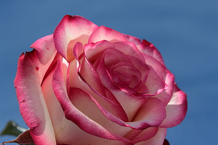 Rožė, rožinė ir balta, žiedų, žydėti, gėlė, rožės žydi, kvapnios rožės