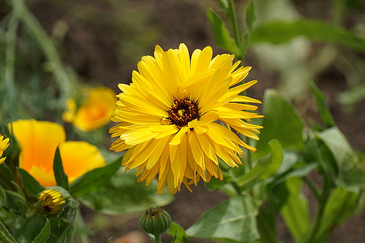 flower, yellow, nature, floral, petal, plant, fragility