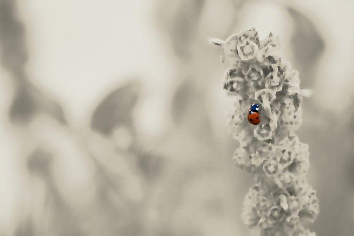 ladybug, garden, insect, beetle, plant, nature, flower