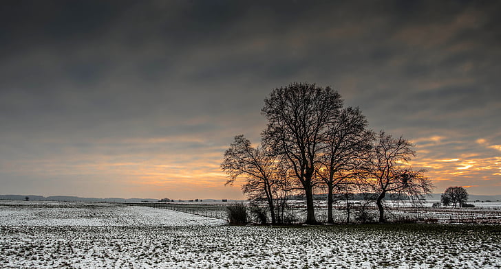 talvet, kylmä, lumi, puu, maisema, Luonto, Horizon