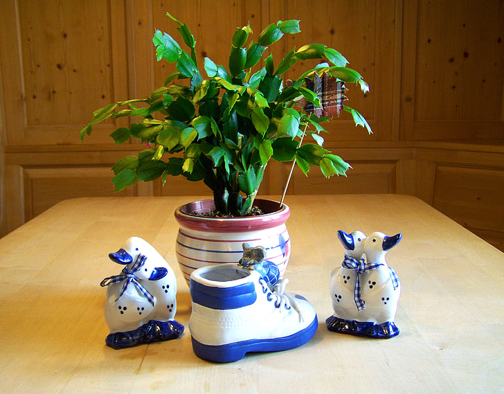 christmas cactus, blue and white ornaments, still life