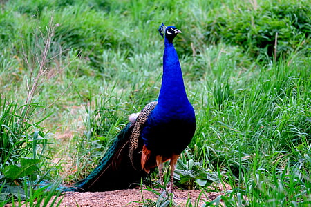 孔雀, 鸟, 骄傲, 羽毛, 自然, 动物, 蓝色
