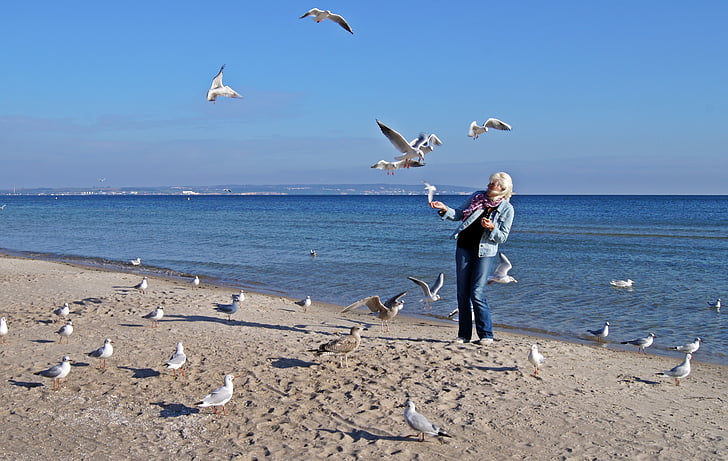 baltic sea, sea, gulls, beach, woman