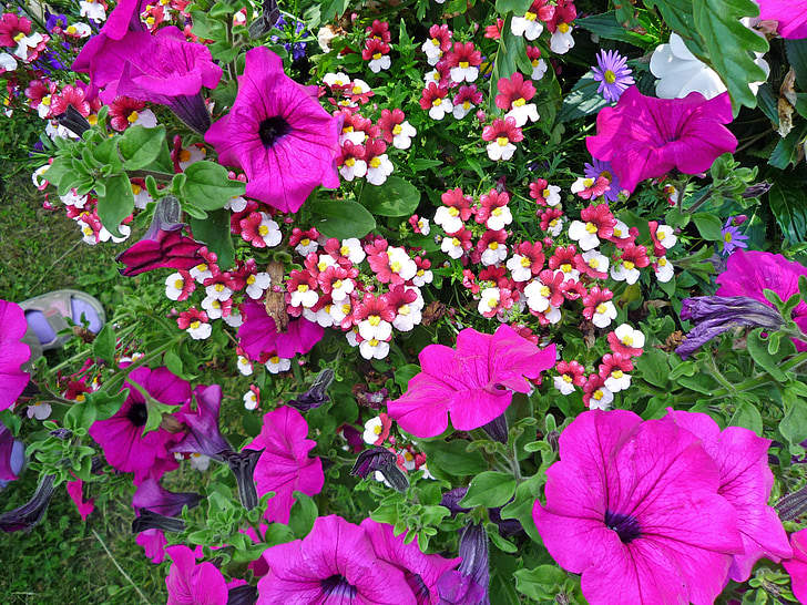 flores, Primavera, flor, arbusto de florescência, roxo, planta, Violet