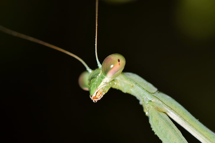 Praying mantis, Mantis, insect, bug, groen, groene insect, Alien