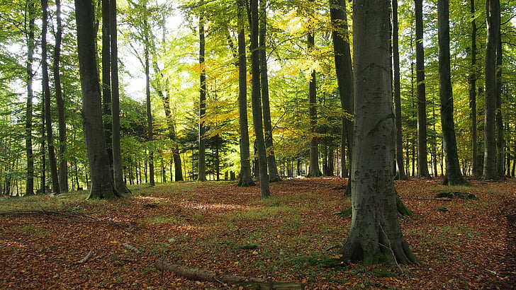 miško, Gamta, medžiai, rudenį, rudens spalvos, lapai rudenį