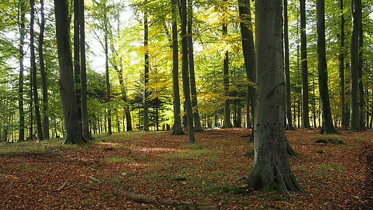 skogen, naturen, träd, hösten, Höstens färger, blad i höst