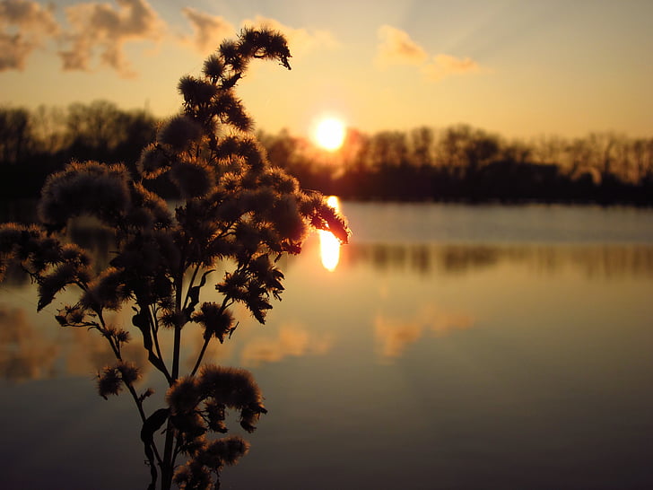 puesta de sol, sol, noche, planta, algodón, Lago, agua