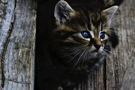 kat, Kitten, rozkošné, weinig, hout, binnenlandse kat, één dier