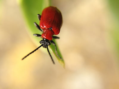 insect, macro, leaf, red, nature, beetle, animal