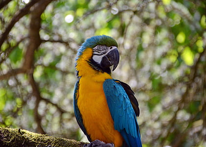 Ara, παπαγάλος, πολύχρωμο, Κίτρινο, Κίτρινο μαστού, ζώο, πουλί