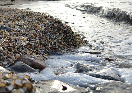 mussels, sea, water, north sea, sand, mussel shells, sand beach
