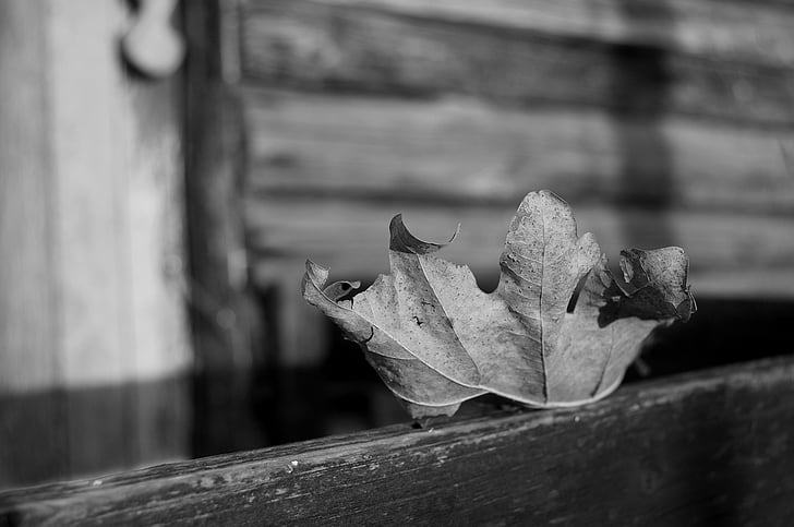 Leaf, hösten, döda, ensam, vissna, trä, Hut