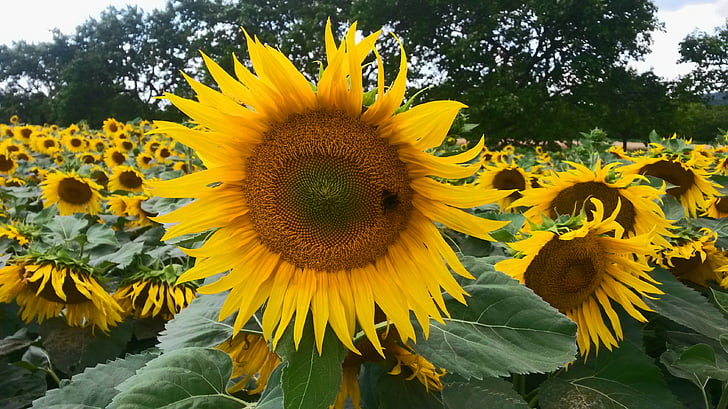 sunflower, nature, fields