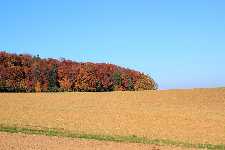 kenttä, syksyllä metsä, värikäs, puut