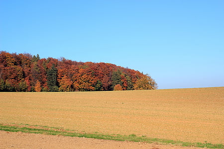 pole, Jesienny Las, kolorowe, drzewa