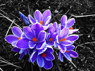 crocus, flower, contrast, purple, nature, plant, petal