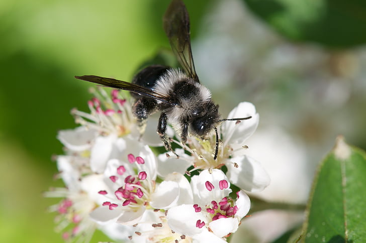 pavasarį apsinešęs Bitė ant aroniablüte, bičių, Aronia, laukinės bitės, kailių bičių, vabzdžių, žiedų