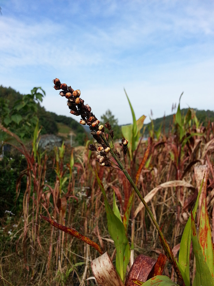 millet, the nutritional value of millet, nature, autumn