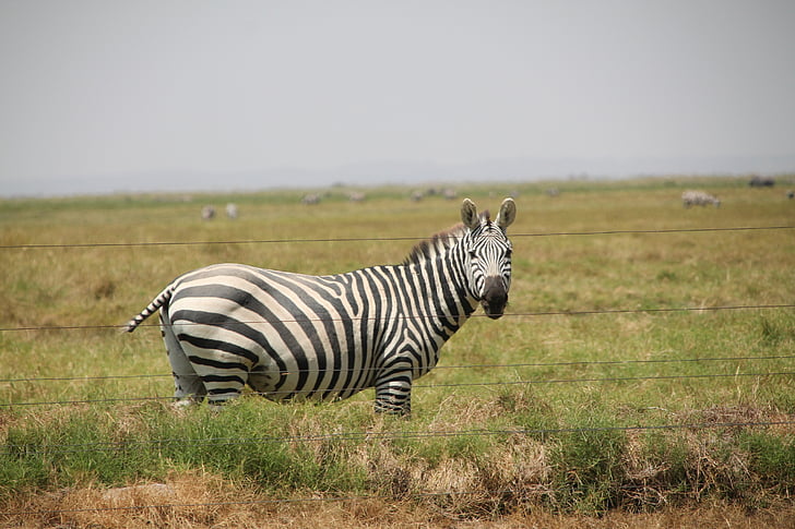 Zebra, Africa, a righe, Safari, africano, animale, fauna selvatica