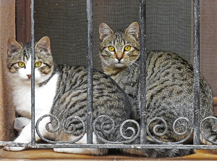 mačke, rešetke, glej, okno, domače mačke, Hišni ljubljenčki, živali