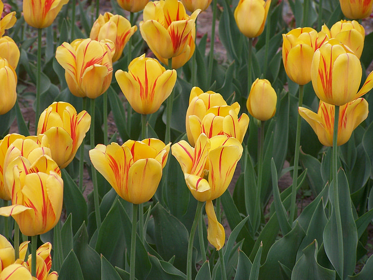 Tulip, blomma, naturen, Park, pedaler, trädgård, gul