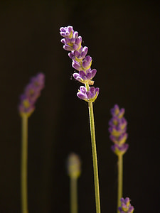 true lavender, lavender, lavender blossom, blossom, bloom, flower, plant