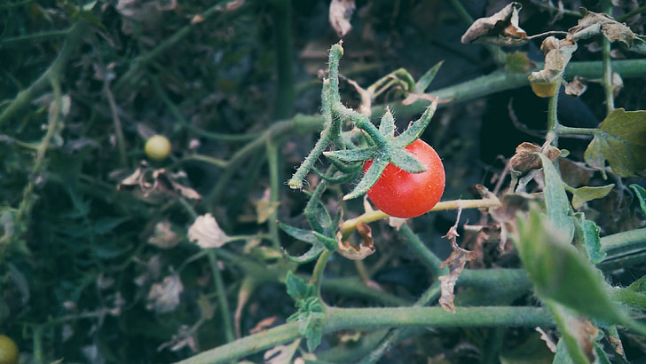 ķir u tomātu, daba, pārtika, dārzenis