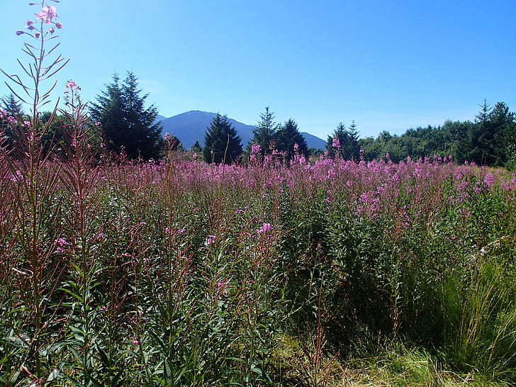 Juneau, mala hierba de fuego, Alaska, naturaleza, flor, púrpura, planta