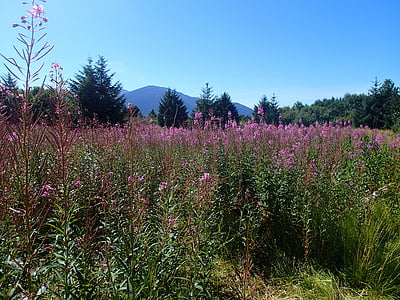 Juneau, erva de fogo, Alasca, natureza, flor, roxo, planta