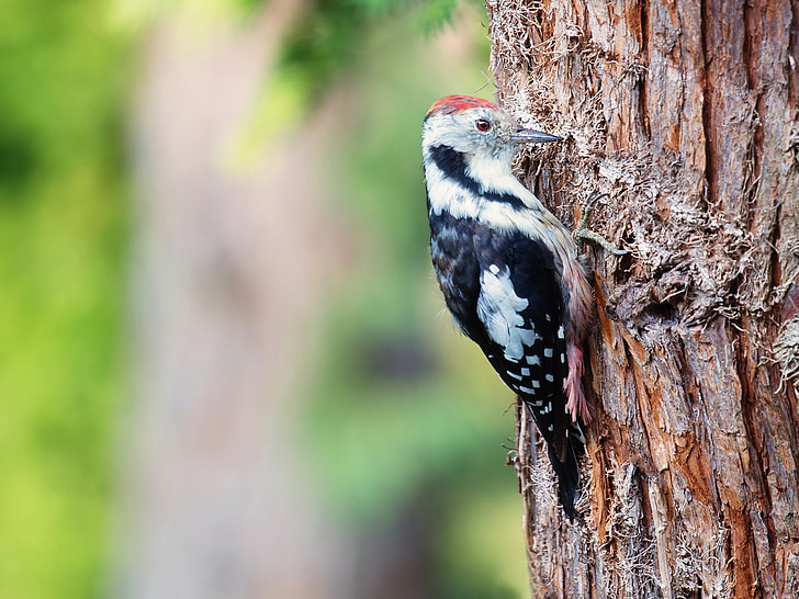 woodpecker, great spotted woodpecker, bird, animal, nature, tree, garden