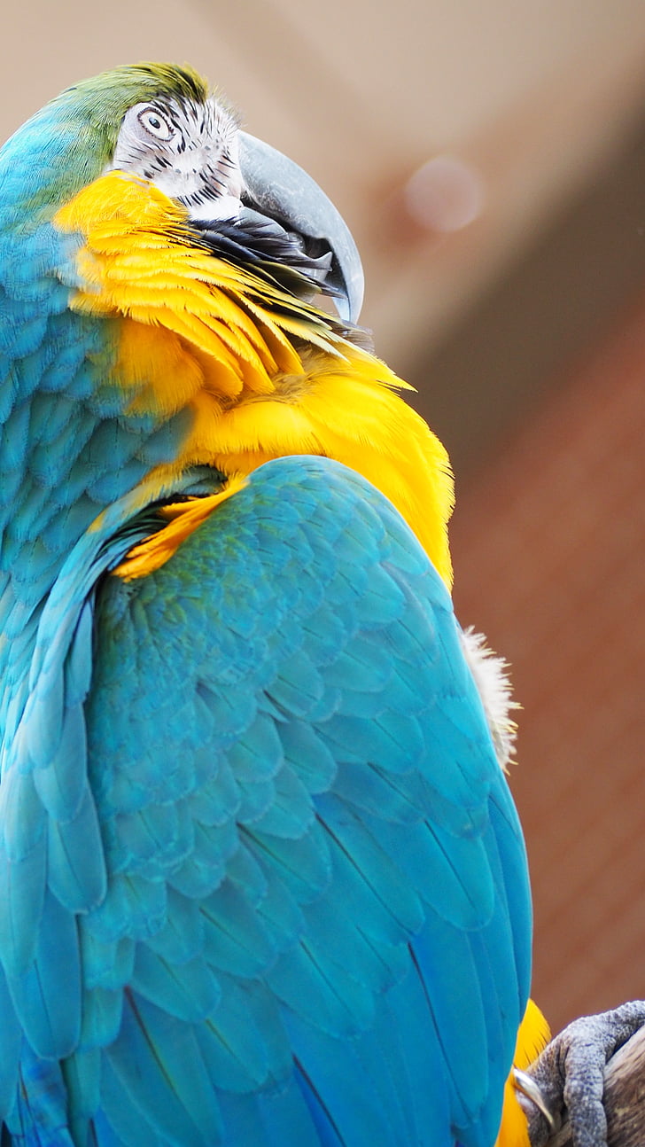 ARA, zila, dzeltena, putns, knābis, dzīvnieku, papagailis