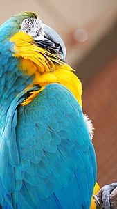 Guacamaya, azul, amarillo, pájaro, pico, animal, Loro